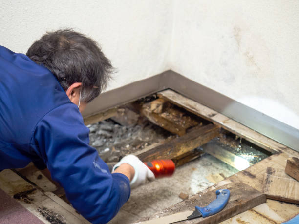 Best Mold Removal Near Me  in Bradley Beach, NJ