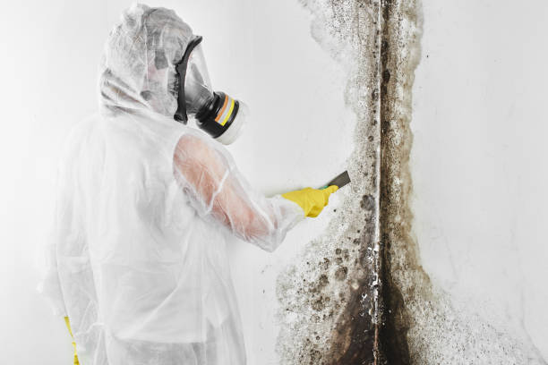 Best Same-Day Mold Removal  in Bradley Beach, NJ