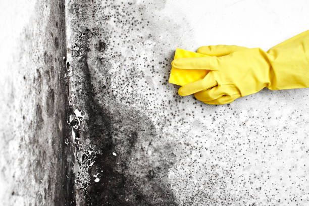 Best Emergency Mold Removal  in Bradley Beach, NJ