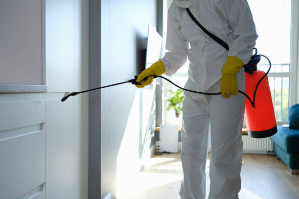 Best Local Mold Removal Service  in Bradley Beach, NJ
