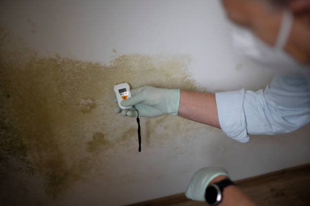 Best Mold Testing  in Bradley Beach, NJ