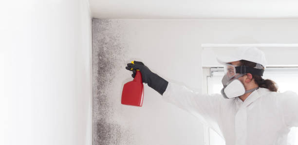 Crawl Space Mold Removal in Bradley Beach, NJ