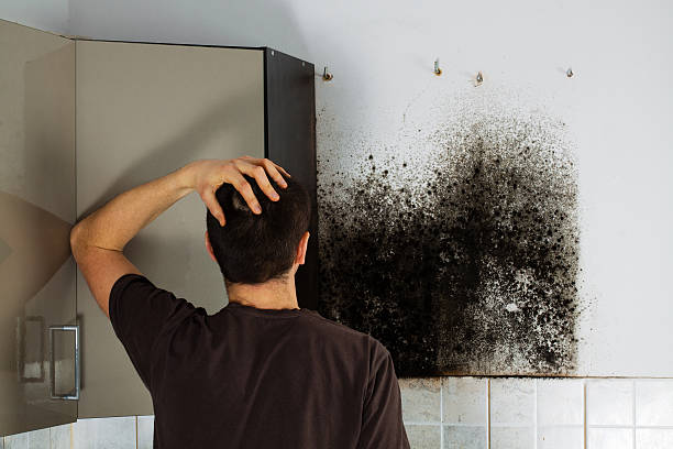 Best Home Mold Removal  in Bradley Beach, NJ