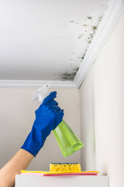 Best Toxic Mold Removal  in Bradley Beach, NJ